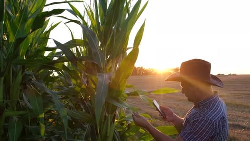 Ein junger Landwirt fotografiert die Maisernte auf einem Smartphone