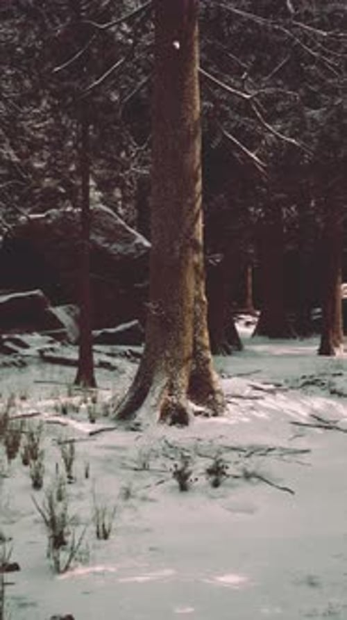Snowy Forest Scene with Tall Trees and Rocky Formations in the Wilderness