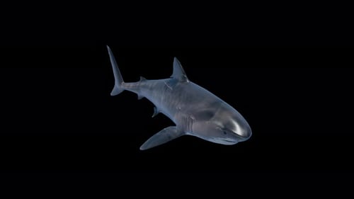 Tiger Sea Shark Swimming Top View