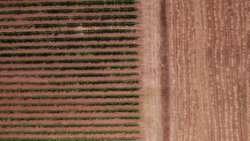 Vue aérienne de dessus des rangées de vignobles