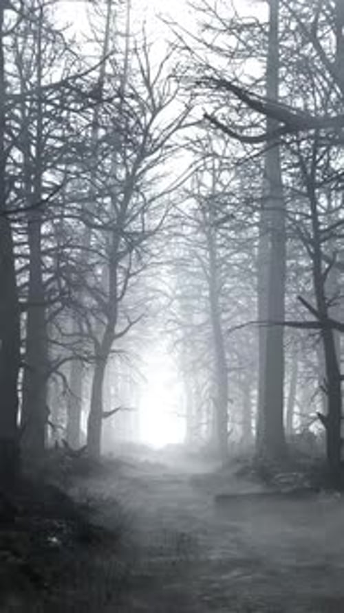 Looped Animation of Flying Through a Scary Forest