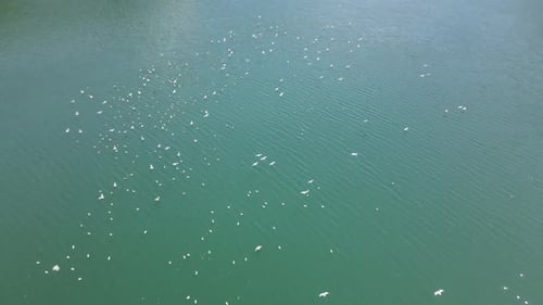 birds on lake
