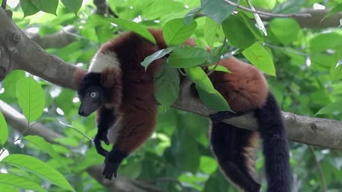 Endangered Red ruffed Lemur lying on tree branch