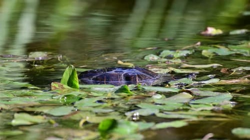 Red eared slider Trachemys scripta. Turtle in the wild swims on the lake