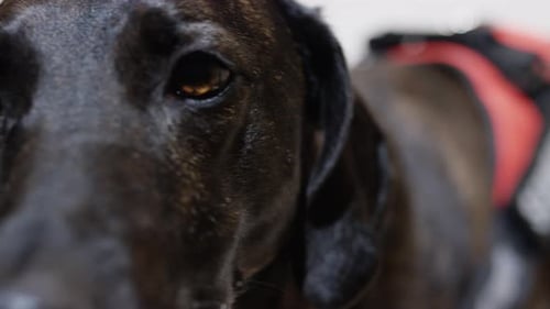 Dog Wears Service Dog Harness Close Up