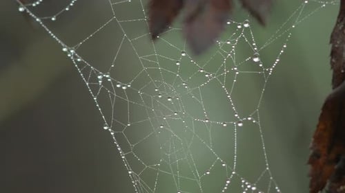 Trapping spider web covered with morning dew, placed in meadow between stalks, misty day on an autum
