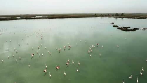 Flamingos Fly Up From Green Water Surface in Natural Park