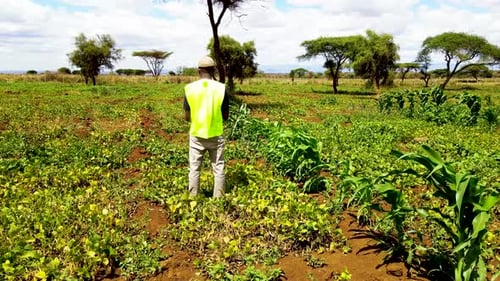 Rural agricultural farms in Kenya. Drone pilot land survey. Smart Agriculture technology.