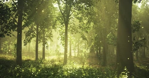 Sunlight Filtering Through Trees Creates a Magical Forest Atmosphere