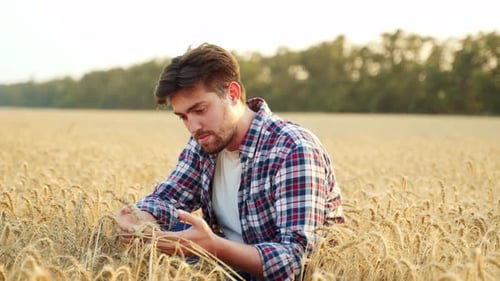 Agronomist Examining Cultivated Cereal Crop Sitting in Barley Field Smiling Farmer Holding a Bunch