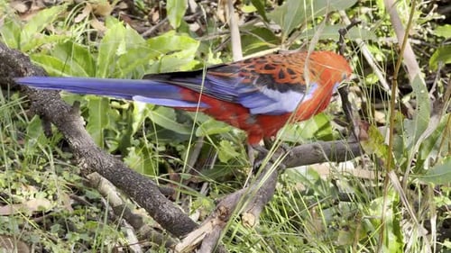 Colorful Rosella Parrot Feeding on a Branch in Nature
