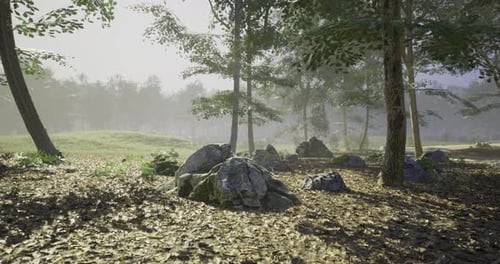 Tranquil Forest Landscape with Rocks and Soft Sunlight Filtering Through Trees