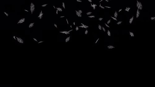 Soft White Feathers Falling Seamless Loop Animation