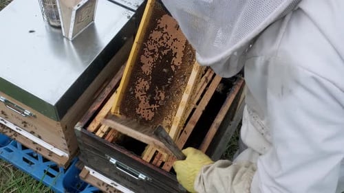 Beekeeper in a bee-garden. Farmer in protective hat takes out a honeycomb with bees from bee hives t