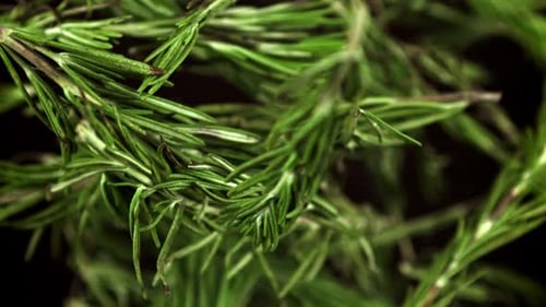 Ralentissement des branches de romarin filmées par une caméra à haute vitesse à 1000 images par seconde