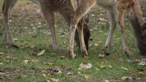 White tailed spotted young deer eating grass among fallen leaves close up slow motion