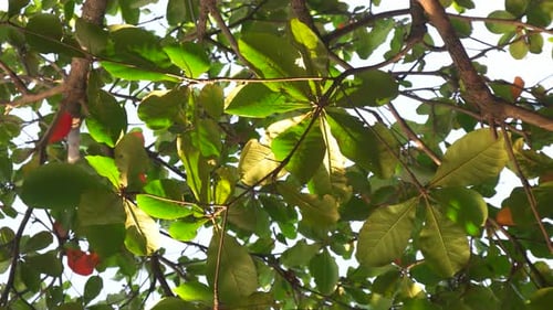 close-up of green tree branches blowing in the wind