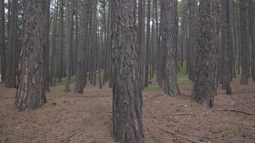 Arms Hugging a Tree in a Dense Forest
