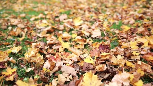 Gefallene Herbst-Ahornblätter bedecken eine grüne Wiese in einer Oktoberlandschaft