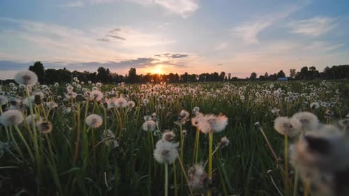 Eine Löwenzahnwiese an einem Sommerabend bei Sonnenuntergang