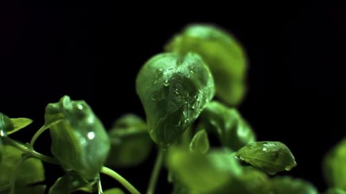 Fresh Basil with Water Droplets Close Up