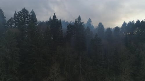 Smoky Forest Trees. Wide Angle