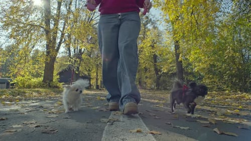 Closeup of Dogs Walking with Their Owner in a Park in Autumn
