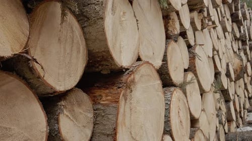 Holzscheite gestapelt vor einem Hintergrund mit natürlicher Holzstruktur