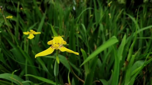 wind-blown pretty yellow flower among the green leaves