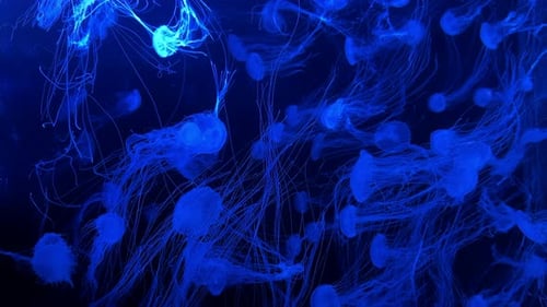 Beautiful Jellyfish with Blue Backlight in the Aquarium Neon Jellyfish