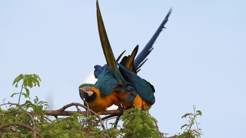 Paar blaue und gelbe Ara Ara Ararauna Papageien, die sich auf einer Baumkrone pflegen