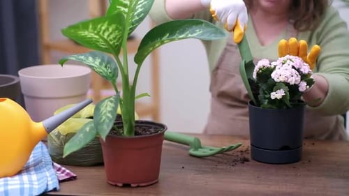 Transform your Home Garden with Handtransplanted Kalanchoe in New Pot Gardener Work Onwooden Table