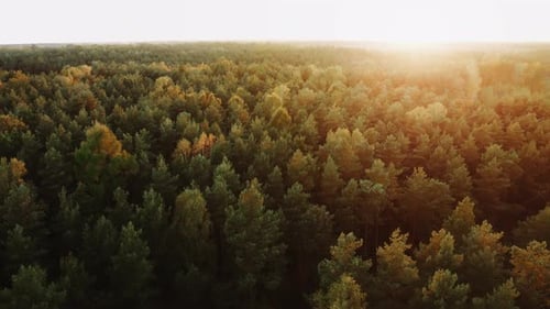 Aerial Flight Over Coniferous Forest in Sunrise or Sunset Light