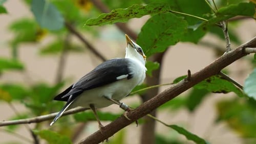 Close up shot of an endangered bird species, a black-winged myna, acridotheres melanopterus perched