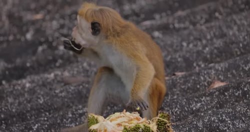 Toque Macaque Enjoying Jackfruit on Rooftop Sri Lanka