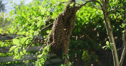 Huge Swarm of Bees Hanging on Tree Branch