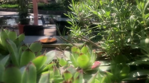 Un lézard vert se faufile dans des plantes de jardin de rêve. Ralentissement
.