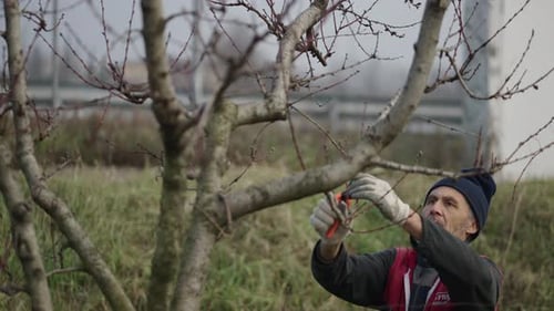 A Gardener Removes Some Branches From a Deciduous Tree