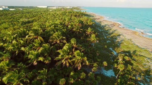 Tropical coastline lined with palm trees and bird flying above ocean waves