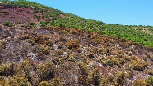 Post Forest fire scorched land, Aerial view.