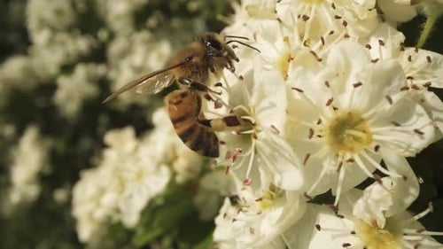 Small Beautiful Foraging Worker Bee Eats the Nectar of the Flower