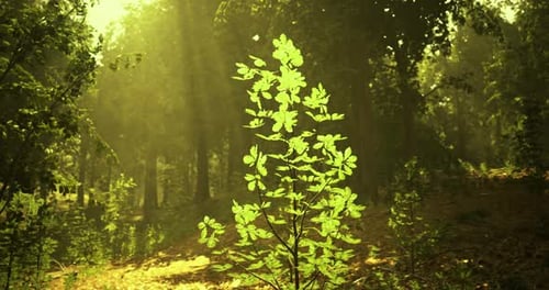 Sunlight Filters Through Trees Highlighting a Green Plant in the Forest