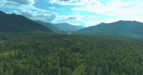 Aerial View Low Flight Above Evergreen Pine Tree Landscape with Endless Mountain Forest at Sunny