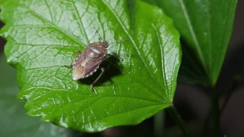 A Bug Crawling on a Green Leaf in Nature