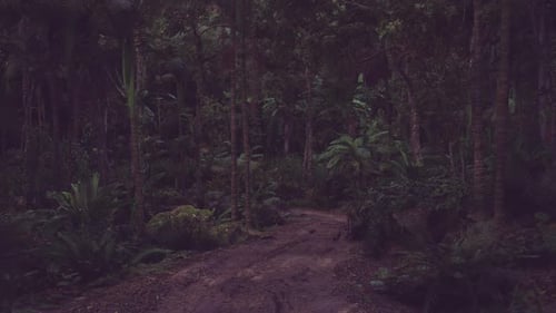 Dense Forest Path Illuminated By Soft Light During Early Evening Hours