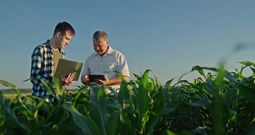 Farmers Using Tablet in Cornfield on Sunny Day