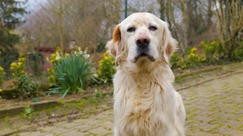 White Dog Resting in the Garden in Daylight