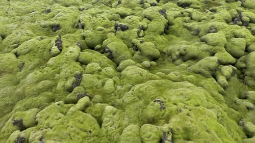 Aerial View of Eldhraun Lava Field, Iceland, Flying with Drone Above Mossy Geological Lava Flows