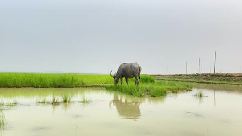 Water Buffalo oxen grazes and drinks water among rice paddy field, cloudy day