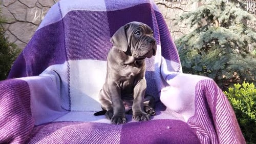 Gray Puppy Sitting on Purple Blanket